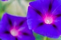 Calystegia sepium-Open purple flowers plants Royalty Free Stock Photo