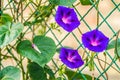 Calystegia sepium-Open purple flowers plants Royalty Free Stock Photo