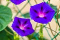 Calystegia sepium-Open purple flowers plants Royalty Free Stock Photo