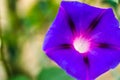 Calystegia sepium-Open purple flowers plants Royalty Free Stock Photo