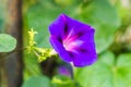 Calystegia sepium-Open purple flowers plants Royalty Free Stock Photo