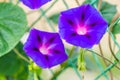 Calystegia sepium-Open purple flowers plants Royalty Free Stock Photo