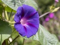 Calystegia sepium-Open purple flowers plants. Water drops after rain inside a flower Royalty Free Stock Photo