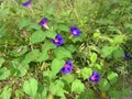 Calystegia sepium plant with violet flower Royalty Free Stock Photo