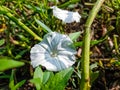 Calystegia sepium is a species of bindweed, with a subcosmopolitan distribution throughout the temperate Northern and Southern