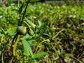 Calystegia sepium is a species of bindweed, with a subcosmopolitan distribution throughout the temperate Northern and Southern