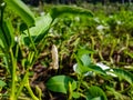 Calystegia sepium is a species of bindweed, with a subcosmopolitan distribution throughout the temperate Northern and Southern