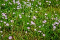 Field bindweed flowers in the meadow