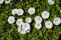 Field bindweed flowers in the meadow