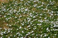 Field bindweed flowers in the meadow