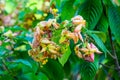 The calyx expanded into five lobe of orange pink yellow Royalty Free Stock Photo