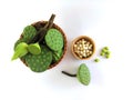 Calyxes of the lotus, lotus bud and young pod included in the basket. And white seeds in a wooden cup. Royalty Free Stock Photo