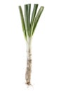 A calÃÂ§ot isolated Royalty Free Stock Photo