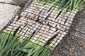 CalÃÂ§ots or grilled sweet onions in calÃÂ§otada, in Valls, Tarragona, Catalonia, Spain. Royalty Free Stock Photo