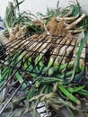 CalÃÂ§ots Royalty Free Stock Photo