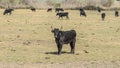 Camargue black bulls; France Royalty Free Stock Photo