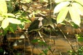 Camaflogged asian heron perched on tree branches