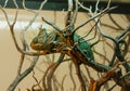 Camaleon perched on the branches inside a captive terrarium Royalty Free Stock Photo