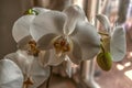 Delicate white flowers of the Phalaenopsis orchid with a dark yellow center and buds, on a long peduncle by the window