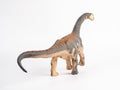 Camarasaurus Dinosaur on white background Royalty Free Stock Photo