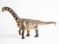 Camarasaurus Dinosaur on white background Royalty Free Stock Photo