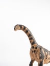 Camarasaurus Dinosaur on white background Royalty Free Stock Photo