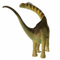Camarasaurus Dinosaur Tail