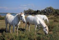Camargan horses, Salin de Giraud, Bouche-du-RhÃÂ´ne, France.