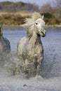 CAMARGUAIS