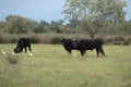 Camargue bulls Royalty Free Stock Photo