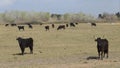 Camargue bulls, Arles, France Royalty Free Stock Photo