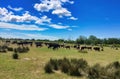 Camargue bulls moved by guardiens Royalty Free Stock Photo