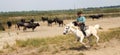 Camargue Cowboy is riding on beautiful white horse herding black bulls Royalty Free Stock Photo