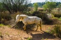 Horses of the Camargue