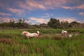 Camargue, France: white horses grazing in the wetlands Royalty Free Stock Photo