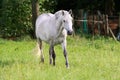 Camargue horse