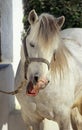 CAMARGUE HORSE, ADULT NEIGHING Royalty Free Stock Photo