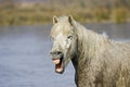 CAMARGUE HORSE, ADULT NEIGHING, SAINTES MARIE DE LA MER IN SOUTH OF FRANCE