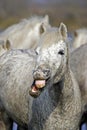 Camargue Horse with Funny Face, Saintes Marie de la Mer in the South of France