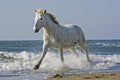 CAMARGUE HORSE, GALOPPING ON BEACH, SAINTES MARIE DE LA MER IN SOUTH OF FRANCE