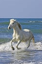 CAMARGUE HORSE, GALOPPING ON BEACH, SAINTES MARIE DE LA MER IN SOUTH OF FRANCE