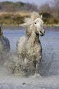 CAMARGUE HORSE, GALOPPING IN SWAMP, SAINTES MARIE DE LA MER IN SOUTH OF FRANCE