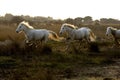 CAMARGUE HORSE, HERD GALOPPING, SAINTES MARIE DE LA MER IN SOUTH OF FRANCE