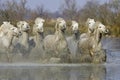 CAMARGUE HORSE, HERD GALOPPING IN SWAMP, SAINTES MARIE DE LA MER IN SOUTH OF FRANCE