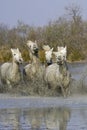 CAMARGUE HORSE, HERD GALOPPING IN SWAMP, SAINTES MARIE DE LA MER IN SOUTH OF FRANCE