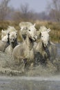 CAMARGUE HORSE, HERD GALOPPING IN SWAMP, SAINTES MARIE DE LA MER IN SOUTH OF FRANCE