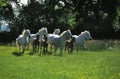 CAMARGUE HORSE, HERD WITH MARES AND FOALS, SOUTH OF FRANCE Royalty Free Stock Photo