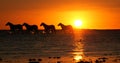 Camargue Horse, Herd trotting or galloping in Ocean at Sunrise, Saintes Marie de la Mer in Camargue, in the South of France Royalty Free Stock Photo