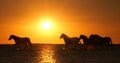 Camargue Horse, Herd trotting or galloping in Ocean at Sunrise, Saintes Marie de la Mer in Camargue, in the South of France Royalty Free Stock Photo