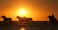 Camargue Horse, Herd trotting or galloping in Ocean at Sunrise, Saintes Marie de la Mer in Camargue, in the South of France Royalty Free Stock Photo